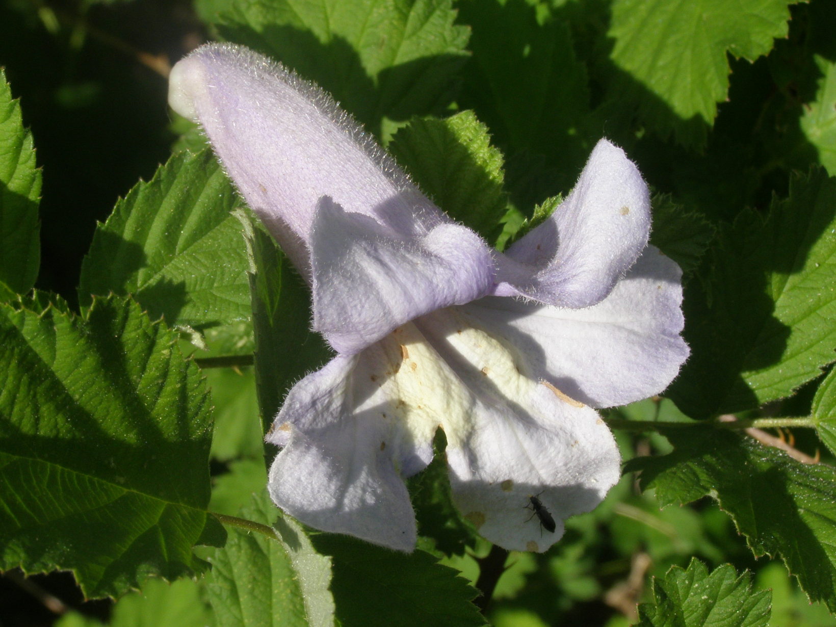 Paulownia tomentosa